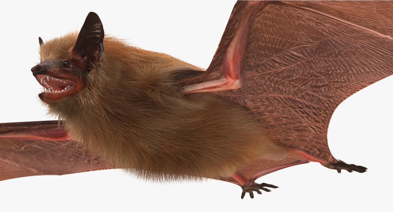 Bat with Fur 3D