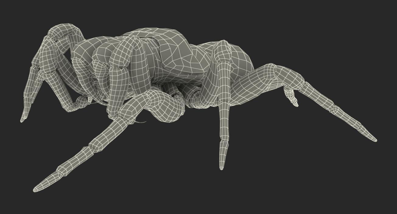 3D Mouse Spider Rigged with Fur model