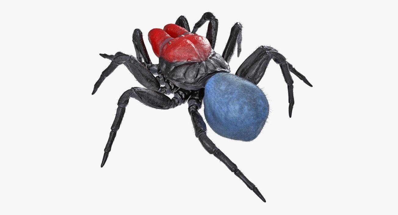 3D Mouse Spider Rigged with Fur model