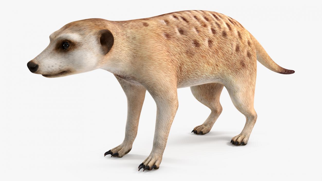 Meerkat Rigged 3D model