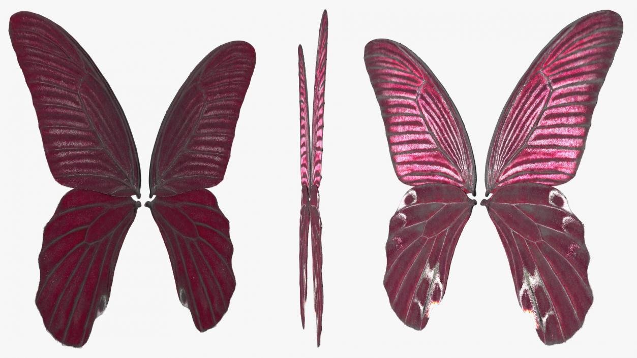 3D model Butterfly Wings