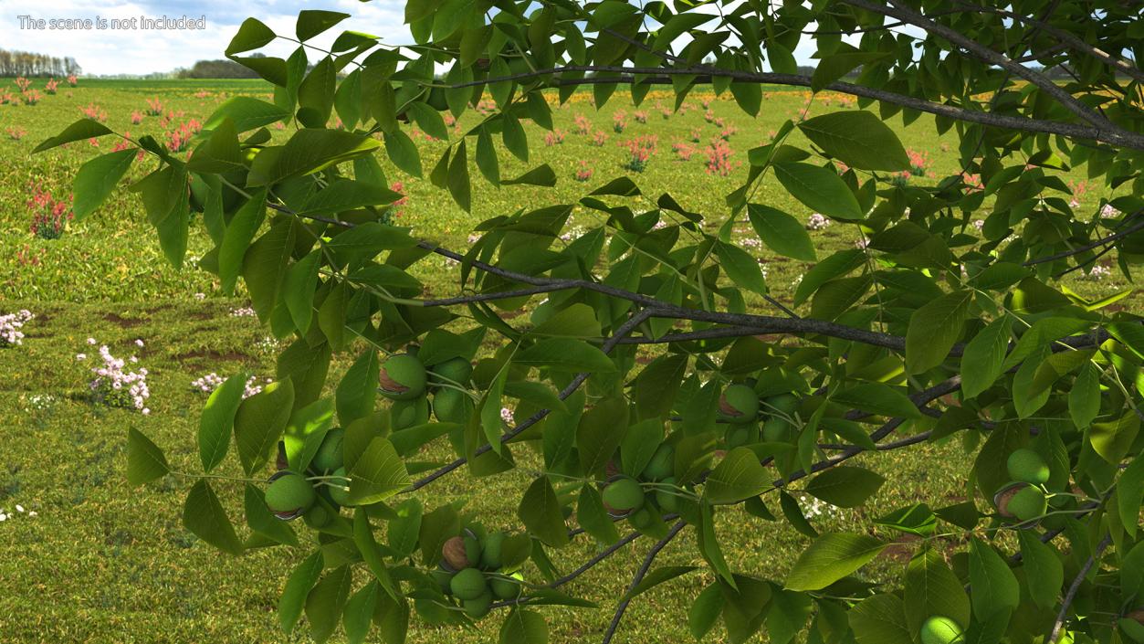 3D Walnut Tree with Ripe Nuts