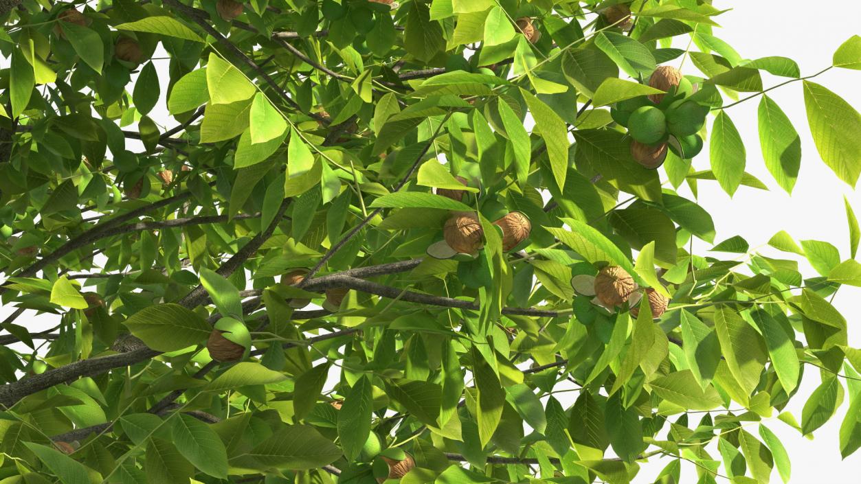 3D Walnut Tree with Ripe Nuts
