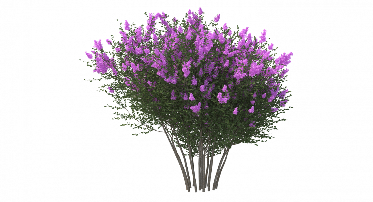 Tuscarora Crape Myrtle Tree 3D