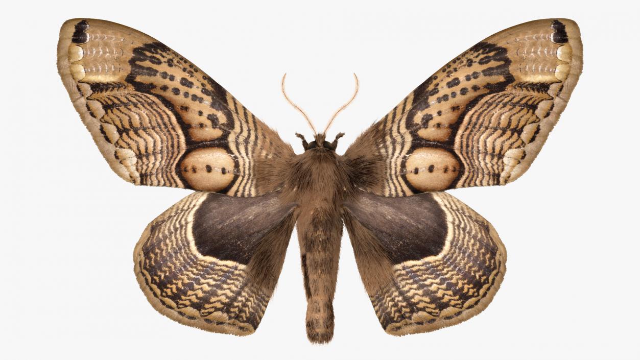 Brahmaea Wallichii Butterfly Fur 3D