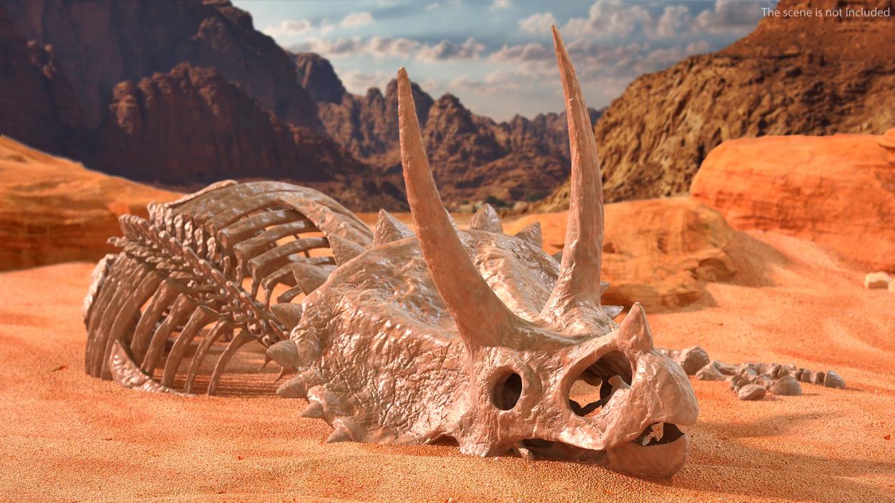 Triceratops Skull Fossil 3D model