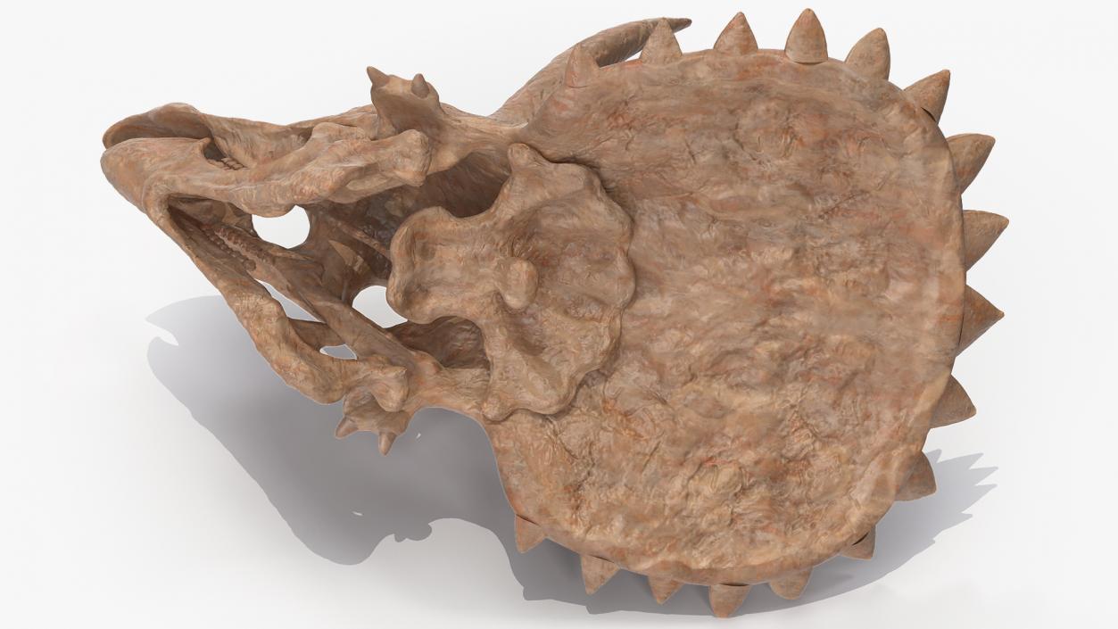 Triceratops Skull Fossil 3D model