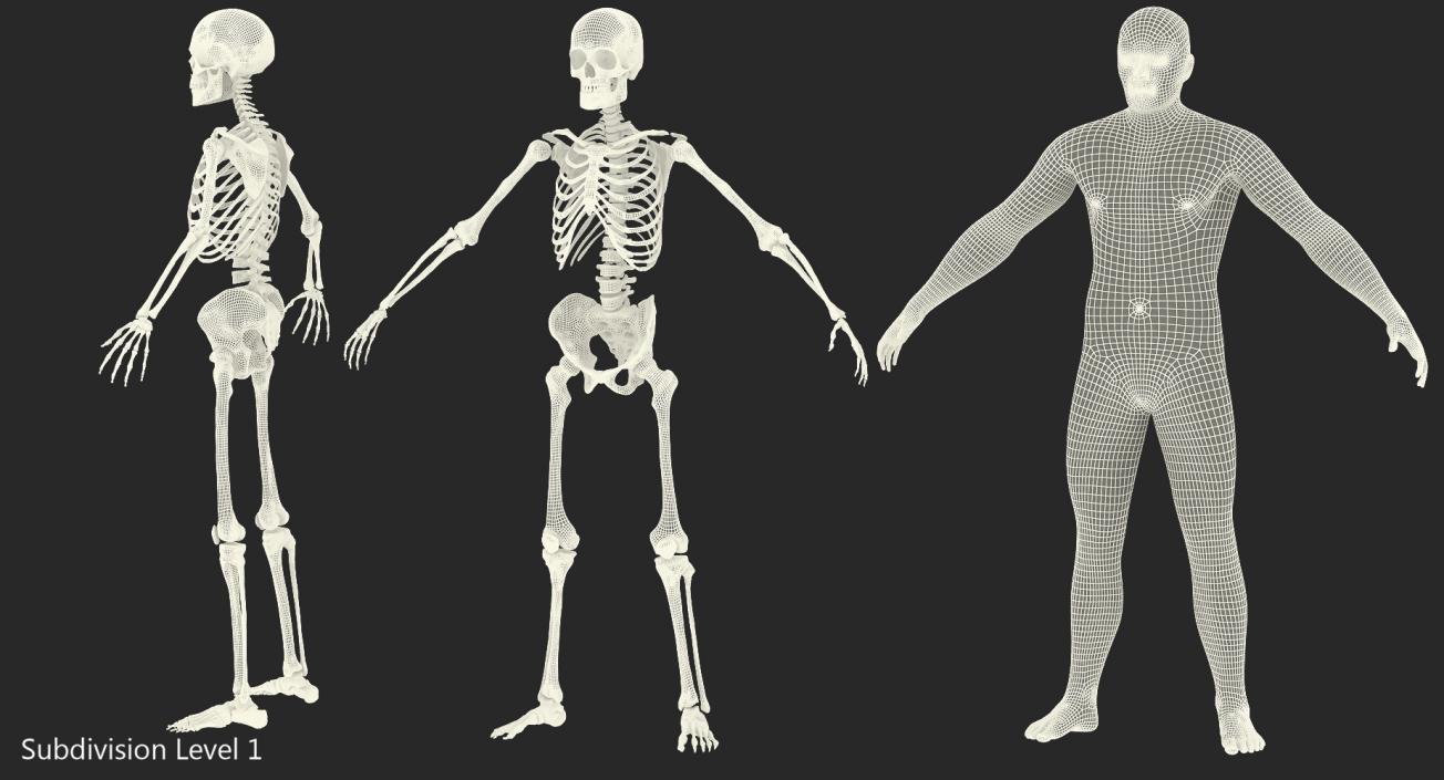 3D model Male Body with Skeleton Rigged