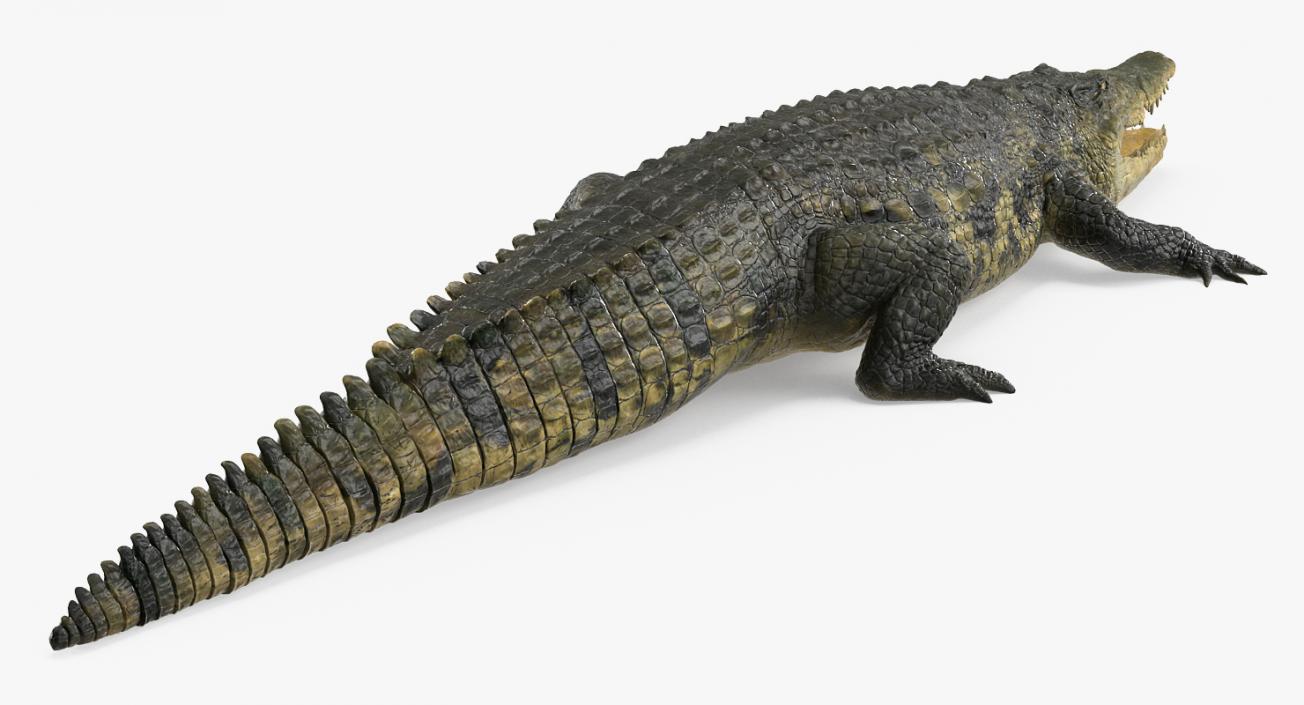 Crocodile 3D model.
