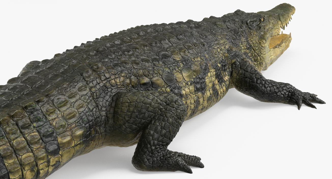 Crocodile 3D model