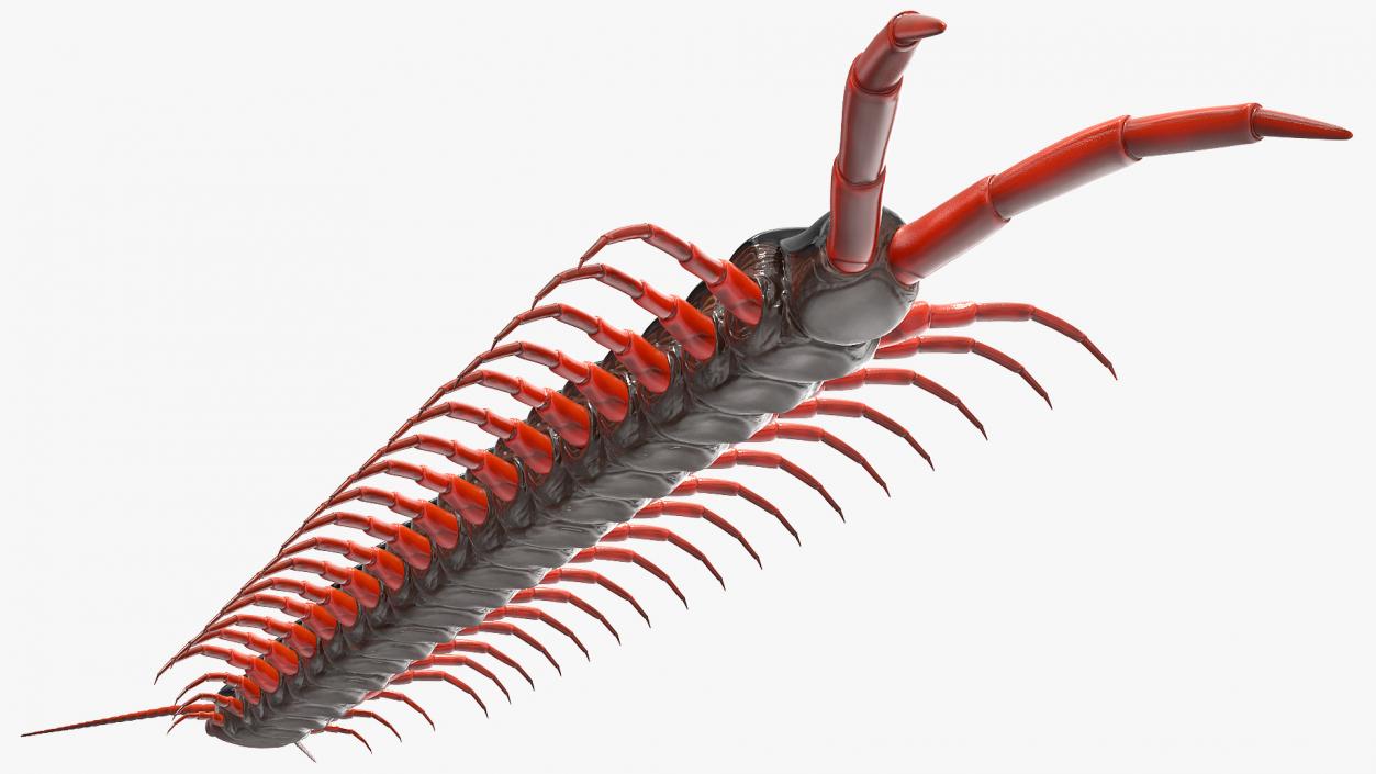 3D Scolopendra Subspinipes model