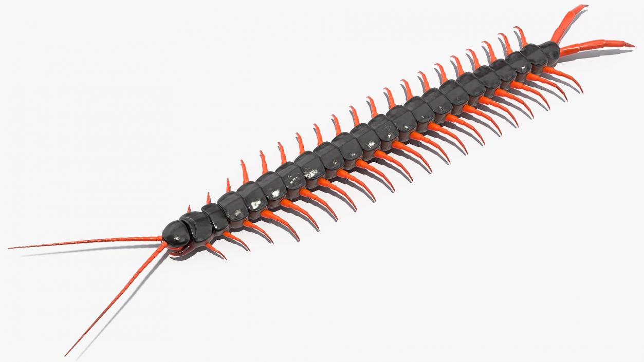 3D Scolopendra Subspinipes model