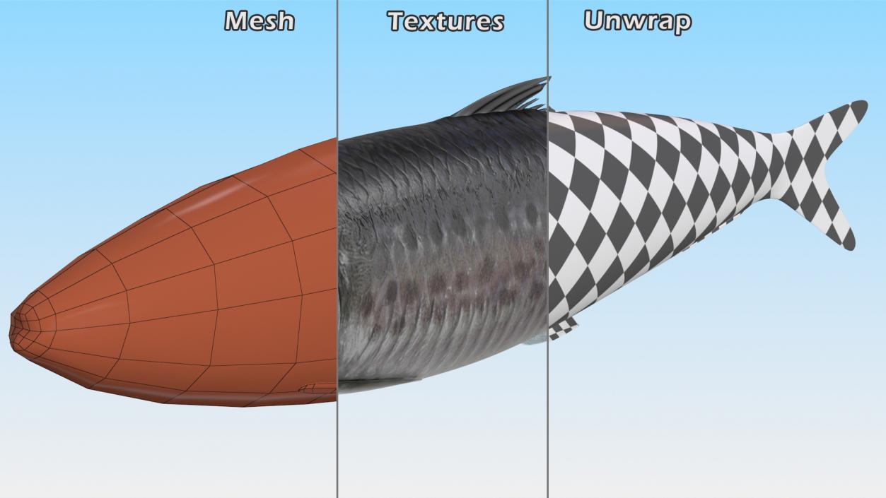3D Fresh Sardine Fish model