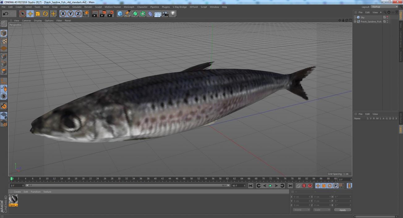 3D Fresh Sardine Fish model