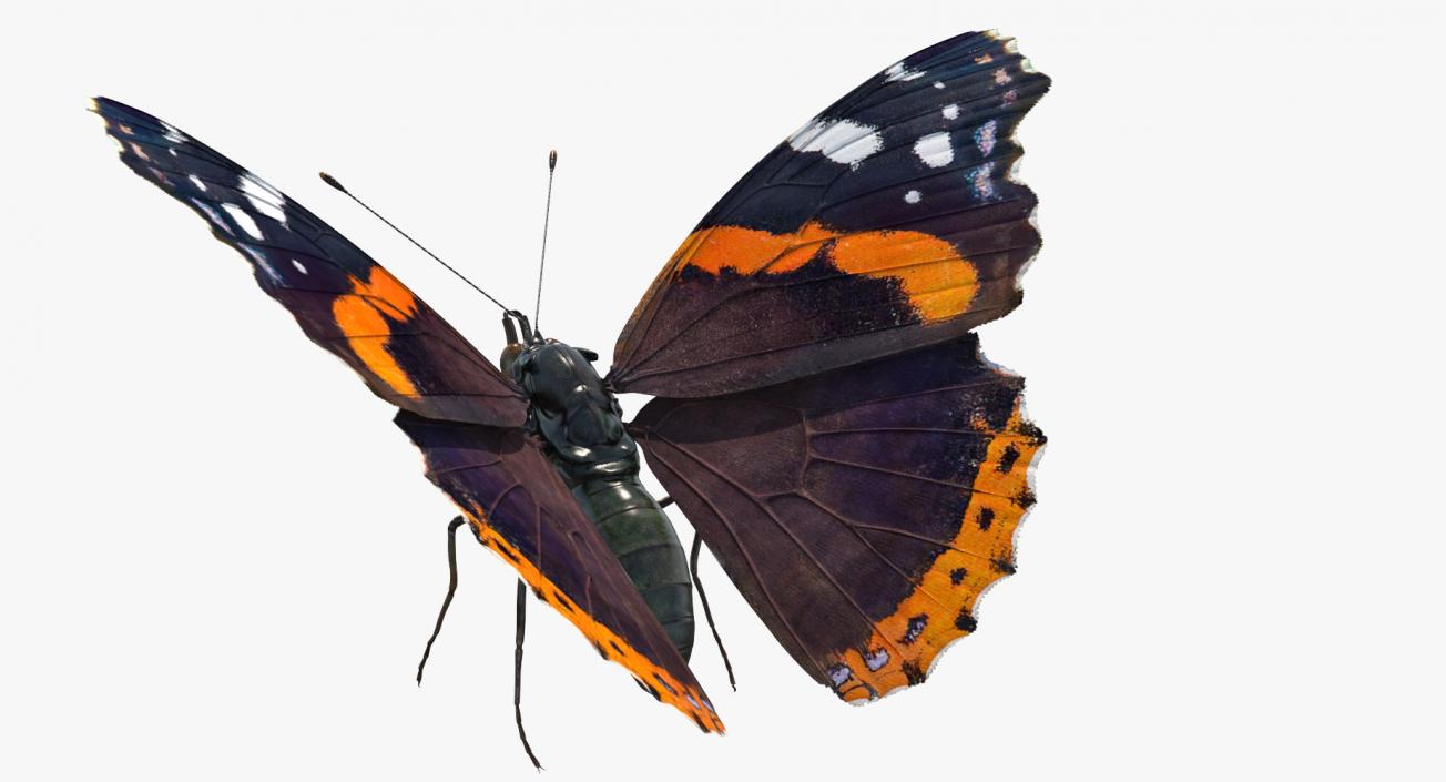 3D Red Admiral Butterfly Flying Pose model