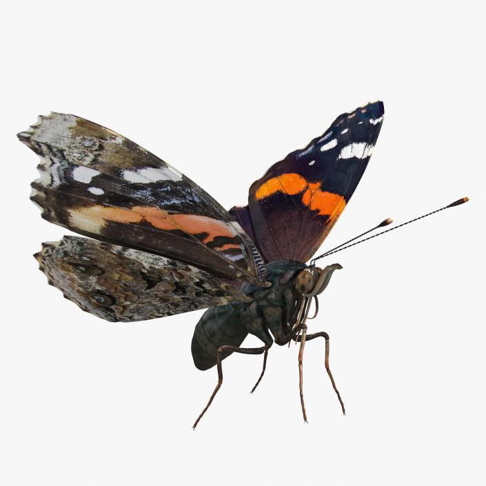 3D Red Admiral Butterfly Flying Pose model