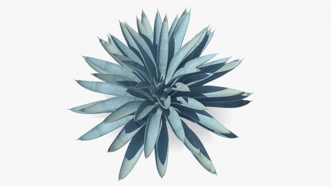 3D Big Agave Tequilana Blue Agave Plant