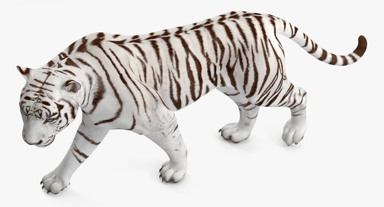 3D White Tiger Walkig Pose model