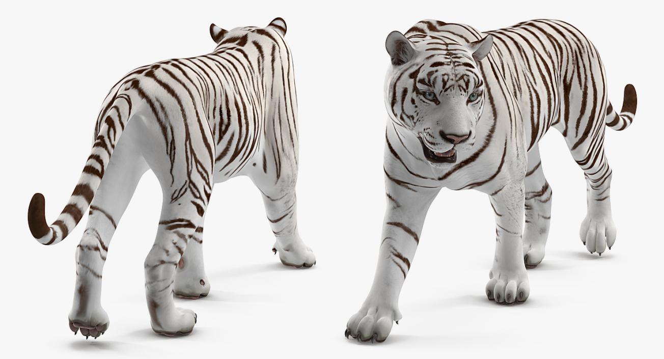White Tiger 3D model