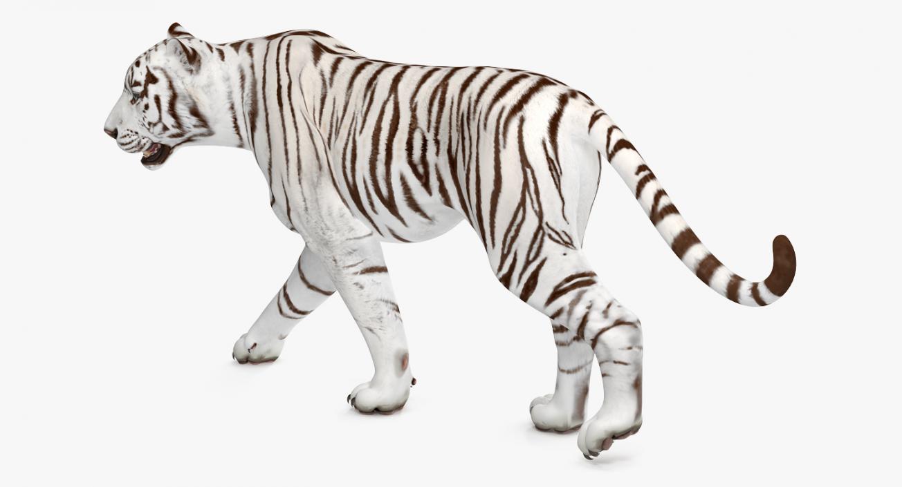 3d Rendered Illustration Of Walk Tiger Cartoon Character Stock Photo,  Picture and Royalty Free Image. Image 54065157.