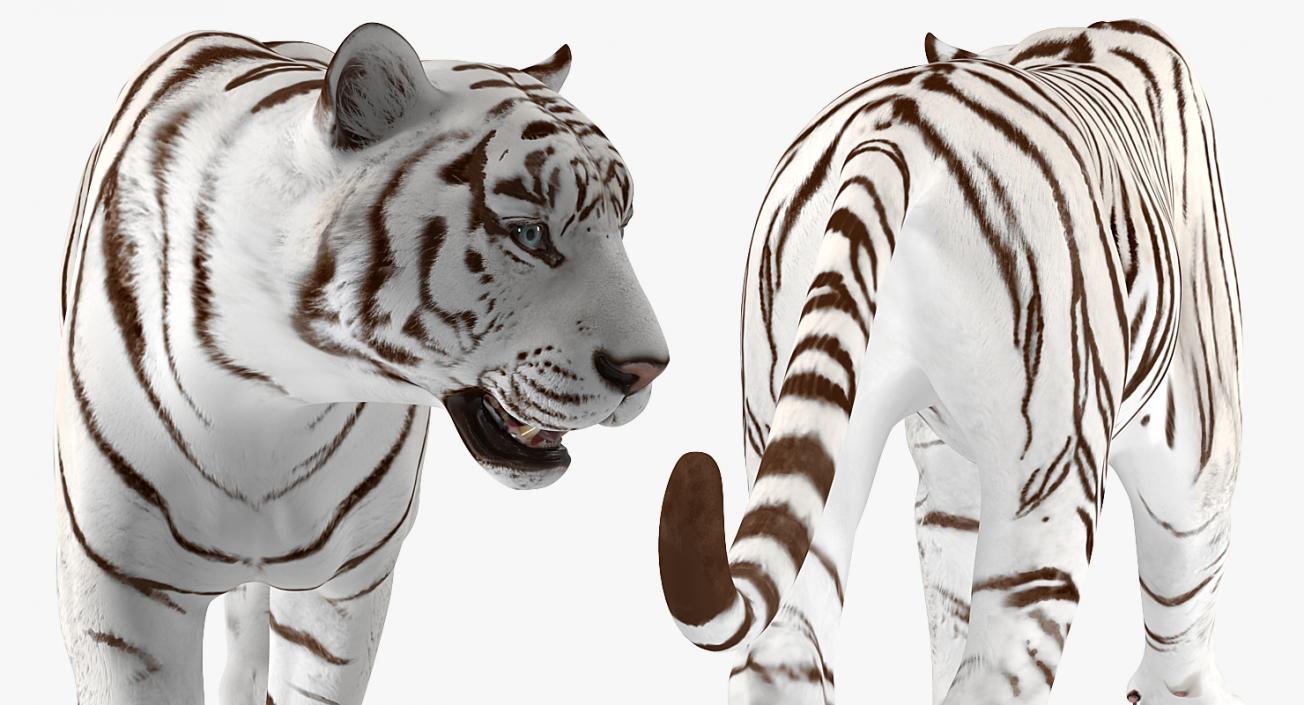 3D White Tiger Walkig Pose model