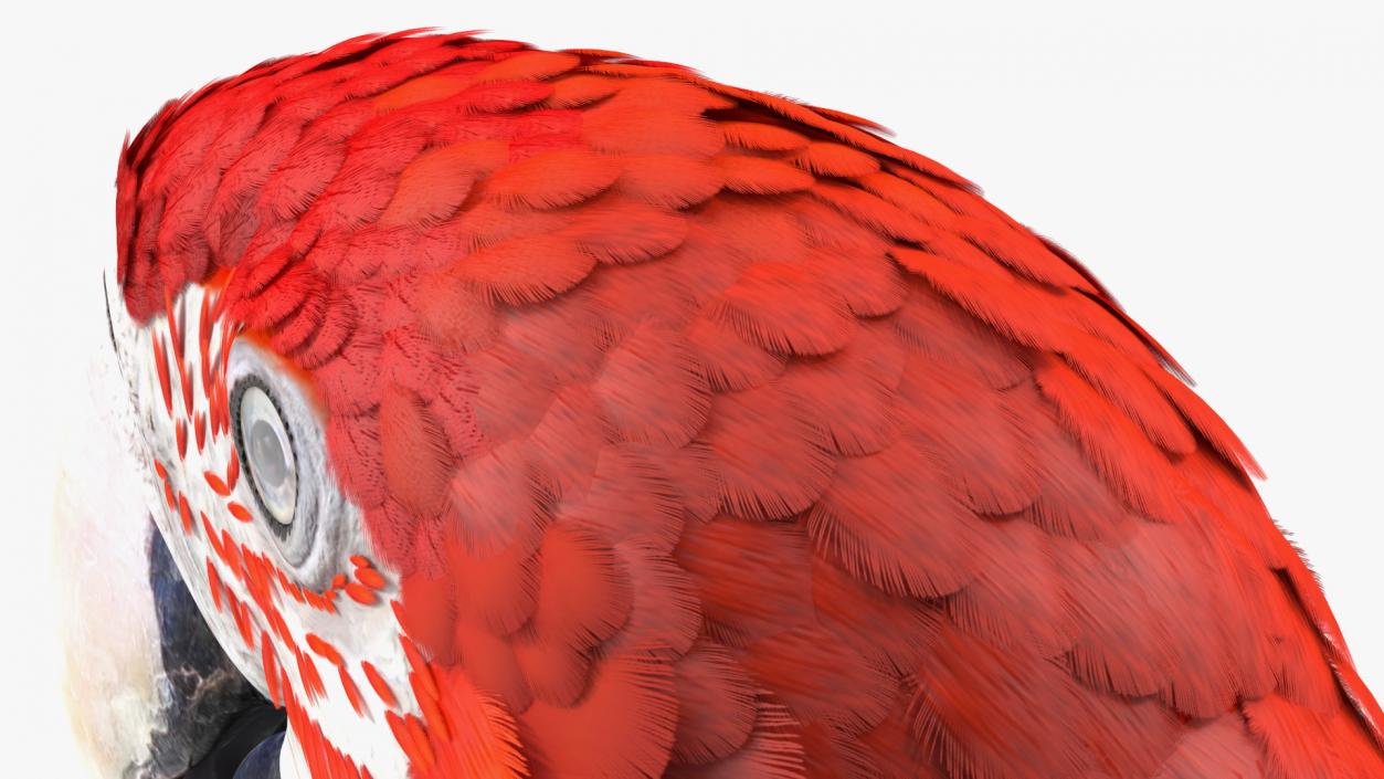 3D Red and Green Macaw Parrot Head