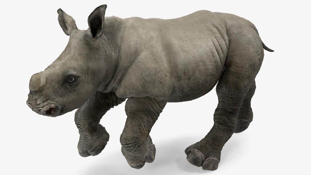 3D Baby Rhino Running Pose model