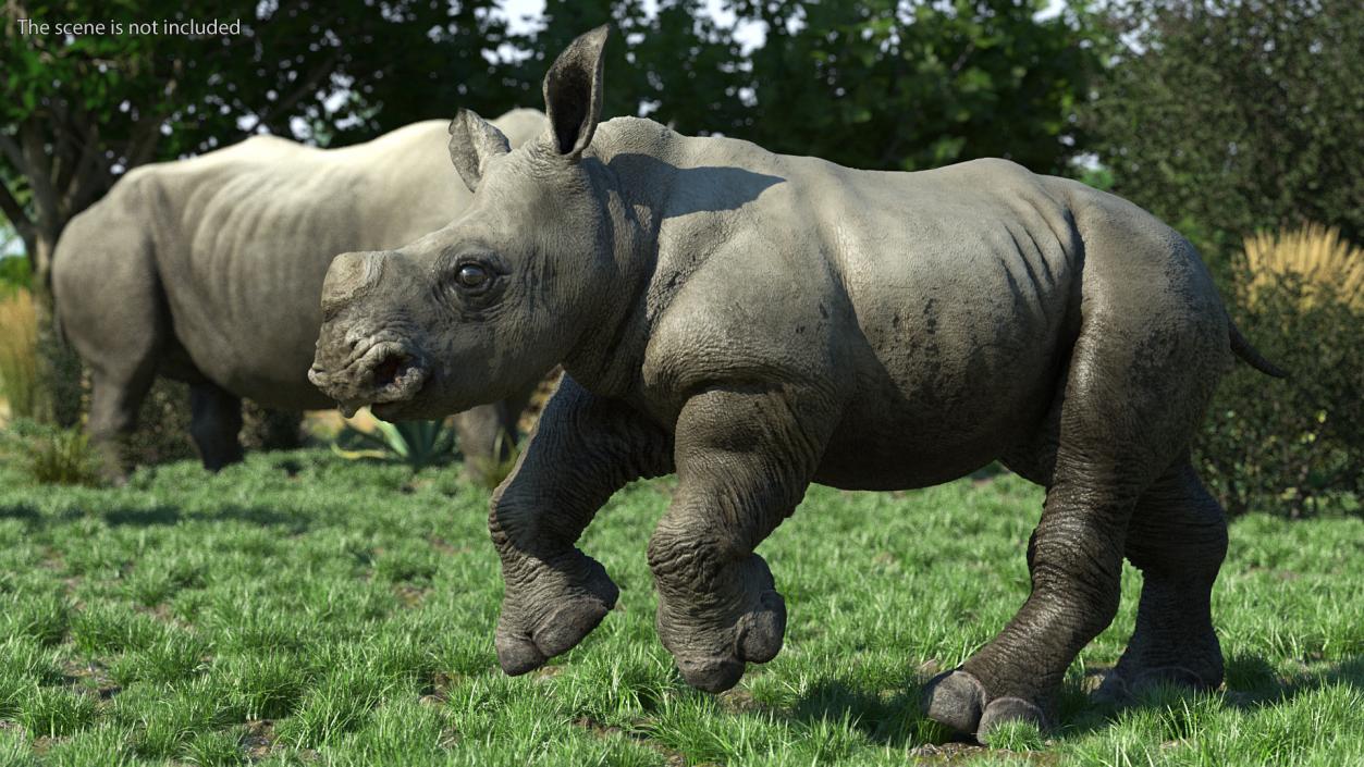 3D Baby Rhino Running Pose model