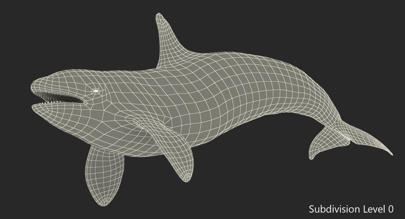 3D Killer Whale Swimming Pose
