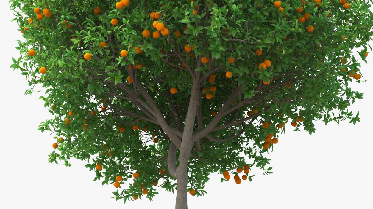3D Orange Tree with Fruits model