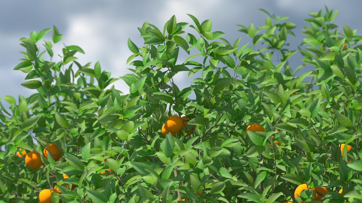 3D Orange Tree with Fruits model