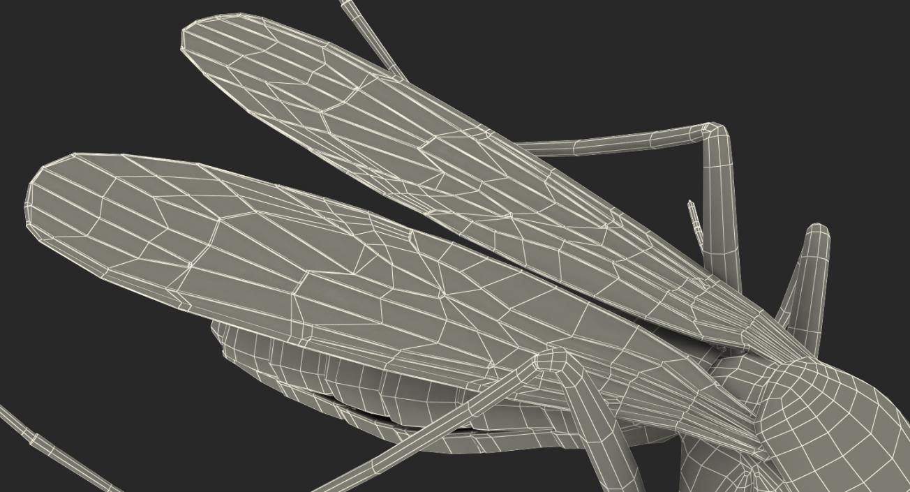 Mosquito Pose 3 with Fur 3D model