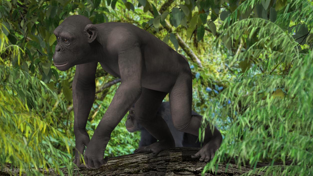 3D Walking Dark Chimpanzee model