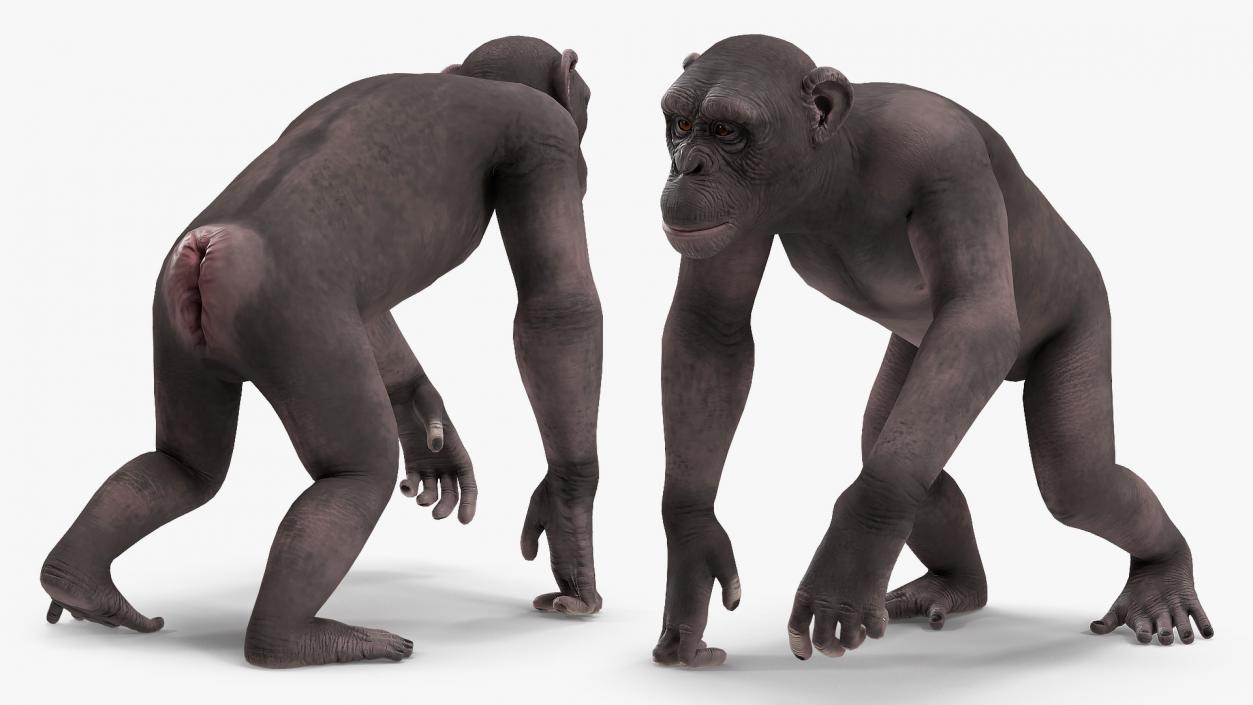 3D Walking Dark Chimpanzee model