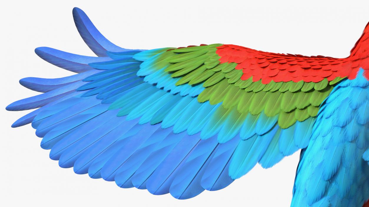 3D Red and Green Macaw Parrot Flight Pose model