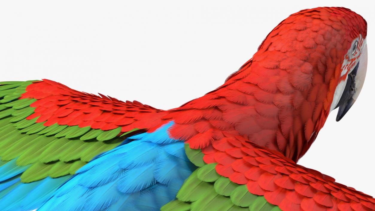 3D Red and Green Macaw Parrot Flight Pose model