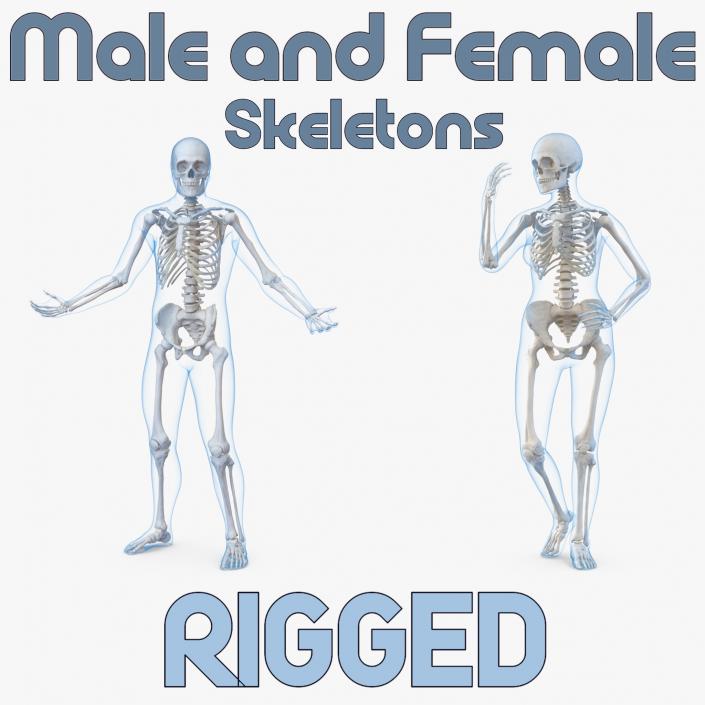 3D Male  and Female Bodies with Skeletons Rigged Collection