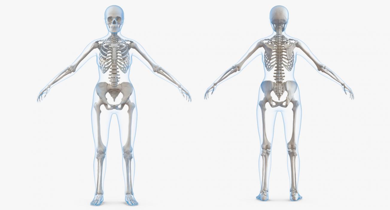 3D Male  and Female Bodies with Skeletons Rigged Collection