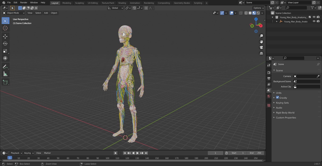 3D Young Man Body Anatomy without Muscles model