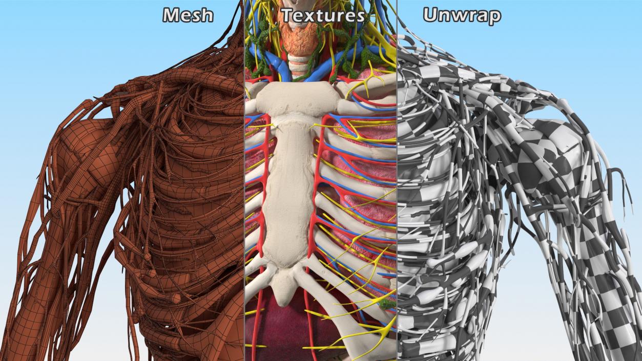 3D Young Man Body Anatomy without Muscles model