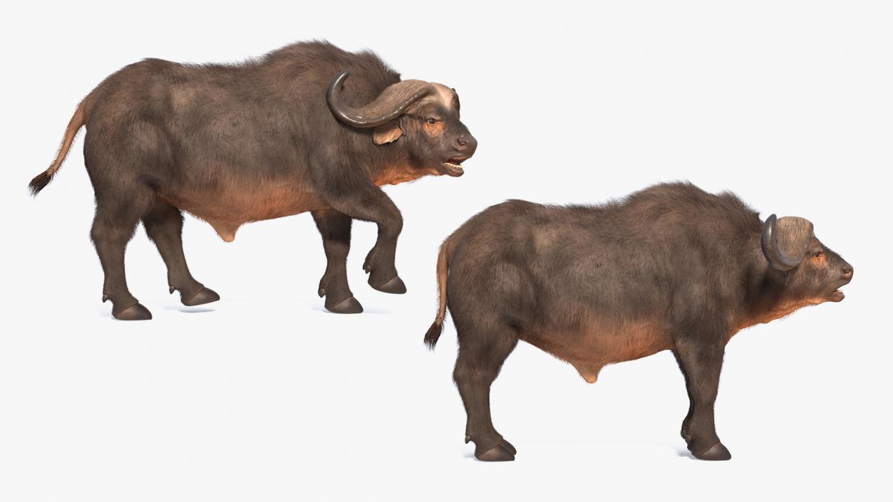 Cape Buffalo African Buffalo with Fur Rigged 3D model