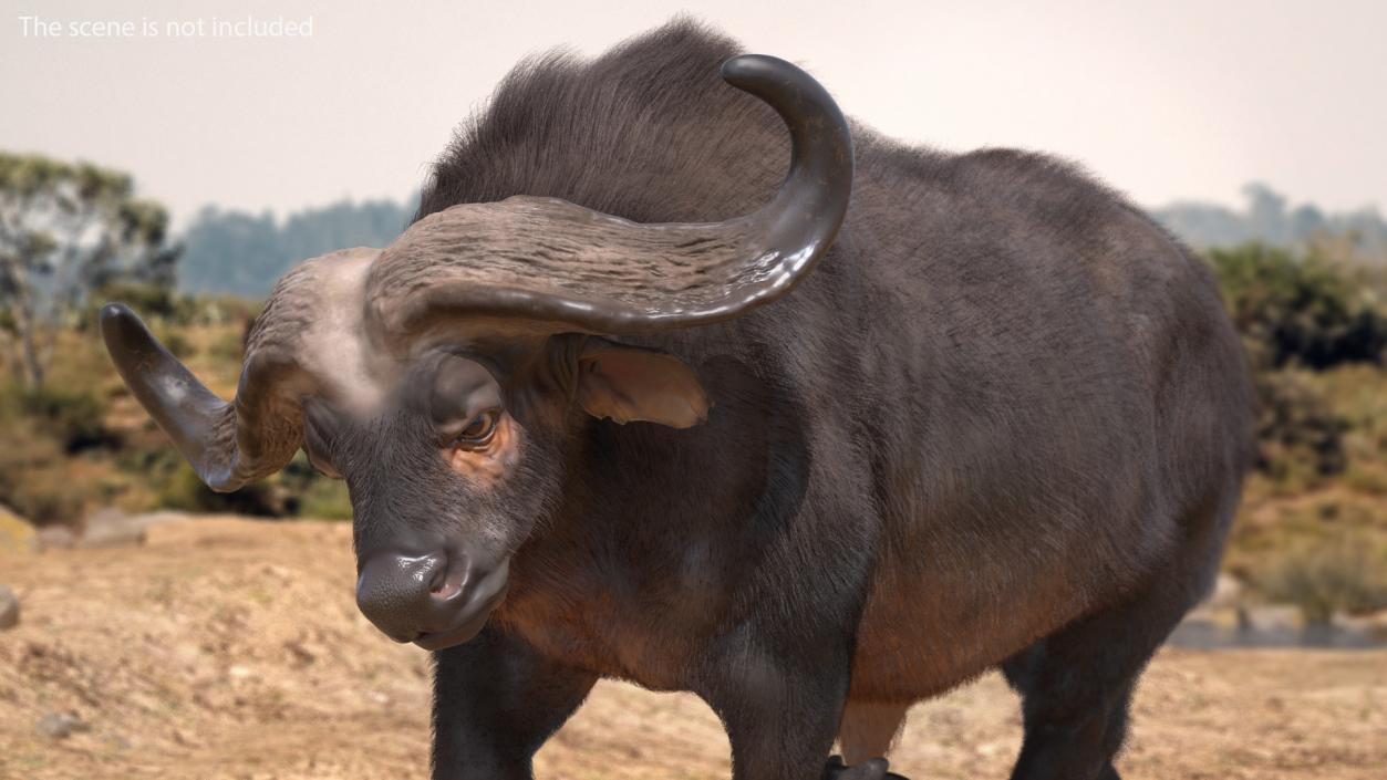 Cape Buffalo African Buffalo with Fur Rigged 3D model