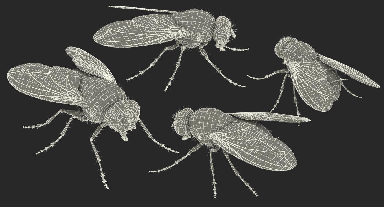3D Rigged Flies Collection model