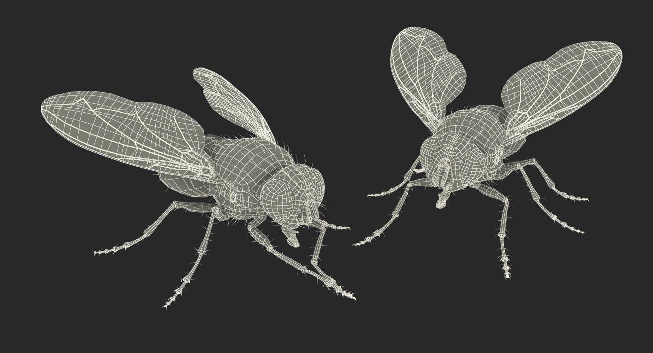 3D Rigged Flies Collection model