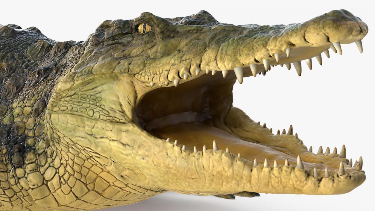 Animated Crocodile Attack Rigged 3D