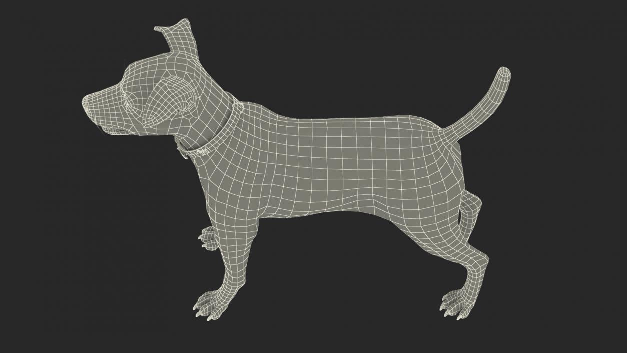 3D Spotted Jack Russell Terrier model
