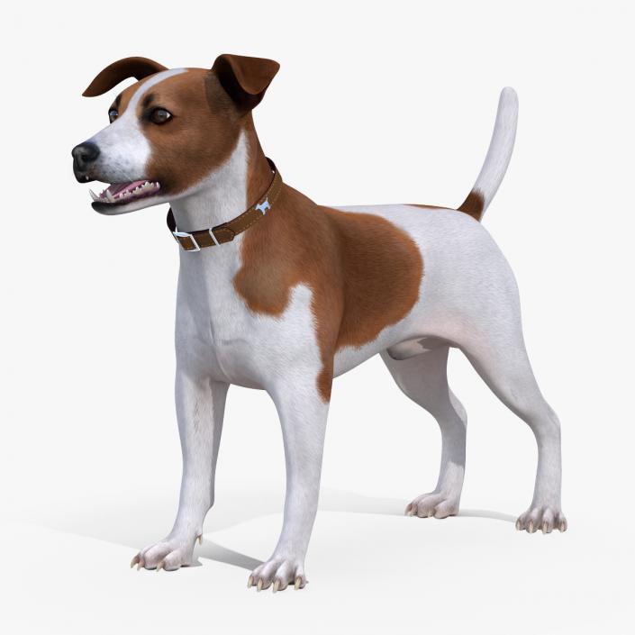 3D Spotted Jack Russell Terrier model