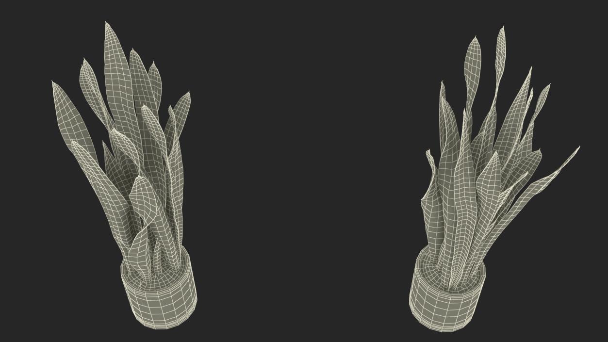 3D Sansevieria Trifasciata model