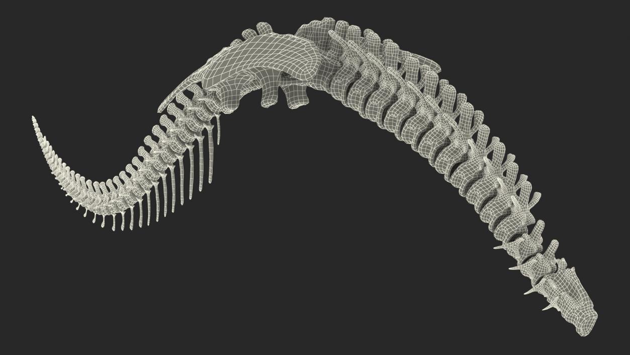 3D model Dinosaur Spinal Cord