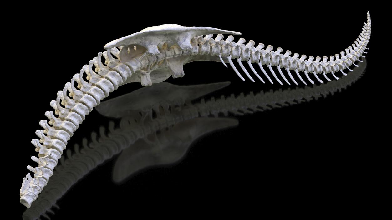 3D model Dinosaur Spinal Cord